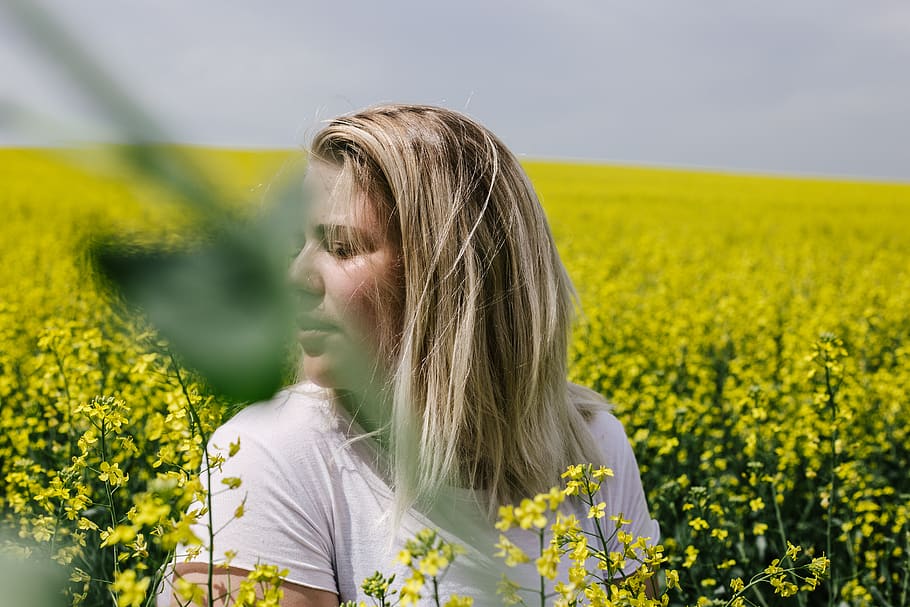 alberta, canada, flowers, canola, outside, summertime, yellow HD wallpaper