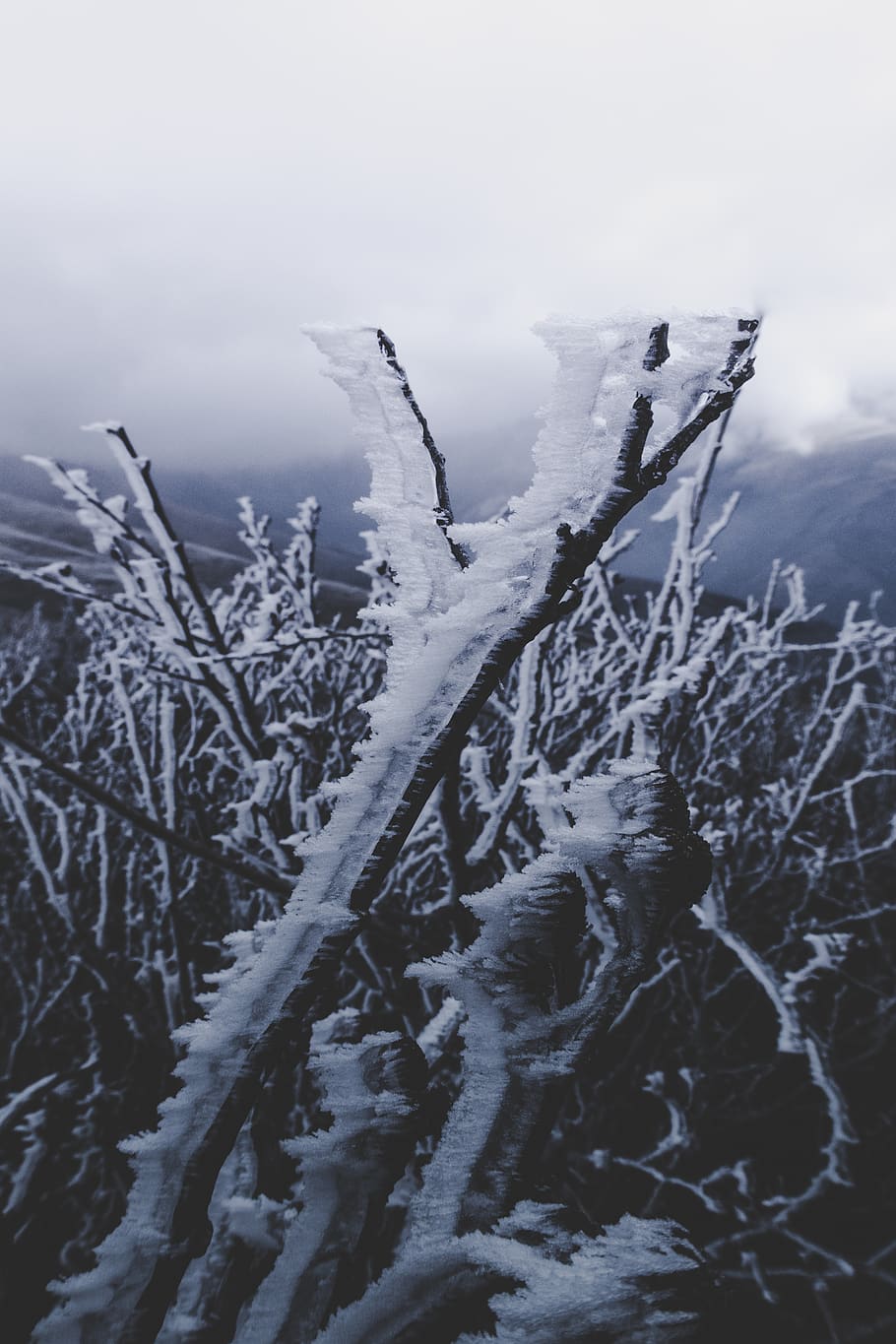 leafless tree, nature, ice, outdoors, snow, frost, bird, animal HD wallpaper