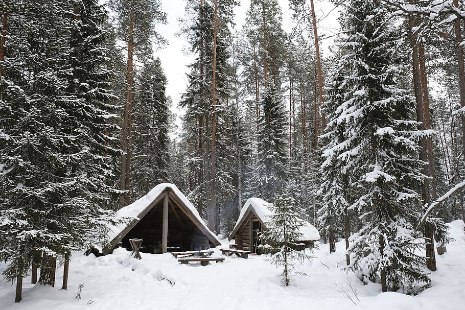 nature, landscape, snow, winter, cold, weather, white, woods HD wallpaper