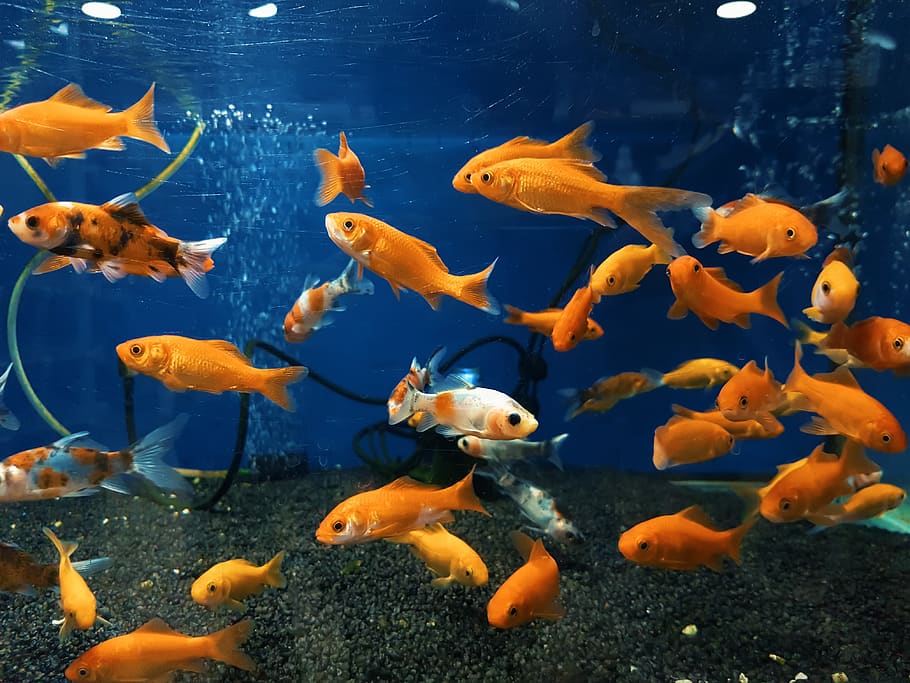 fish, red, white, water, aquarium, bubbles, air, eyes, orange HD wallpaper