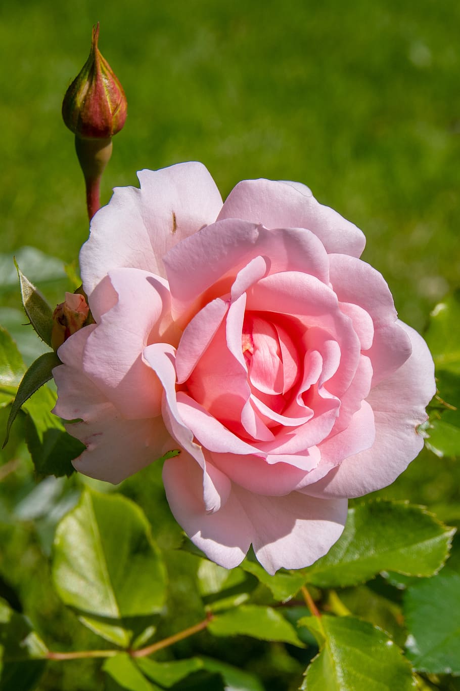 rose, bud, flower, pink, nature, bloom, plant, beauty, flowering plant HD wallpaper