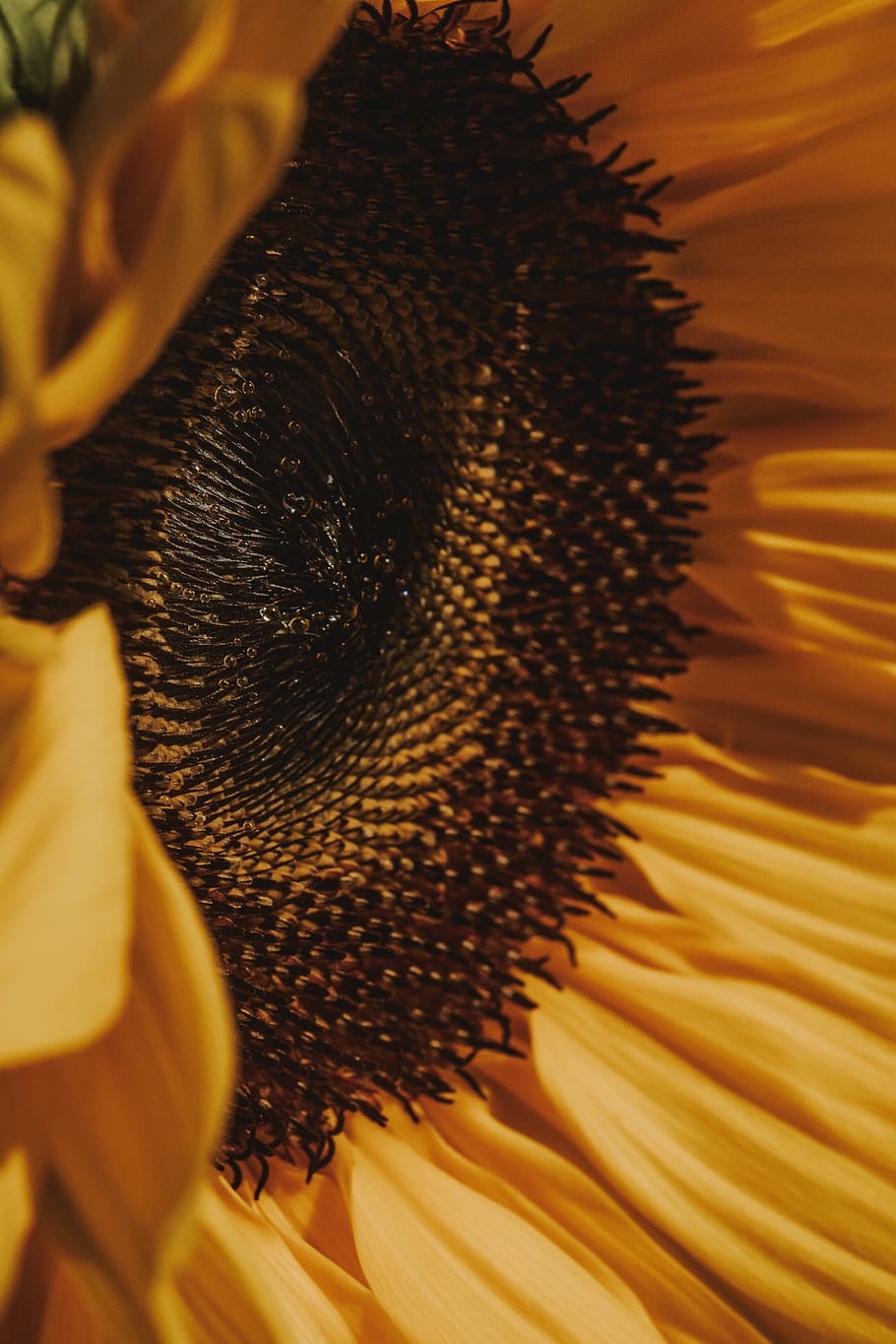 Macro Photography of Yellow Sunflower, bloom, blooming, blossom HD wallpaper