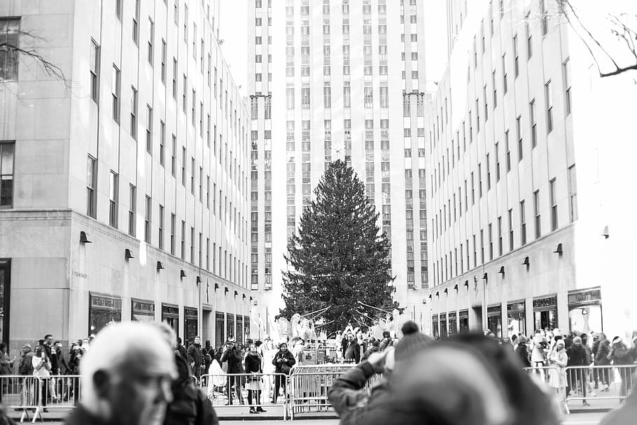 grayscale photo of Christmas tree, plant, person, human, pedestrian