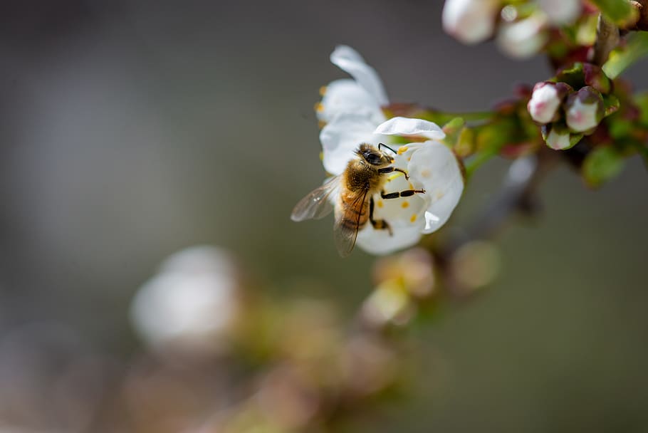 yellow bee, flower, flowering plant, invertebrate, vulnerability HD wallpaper
