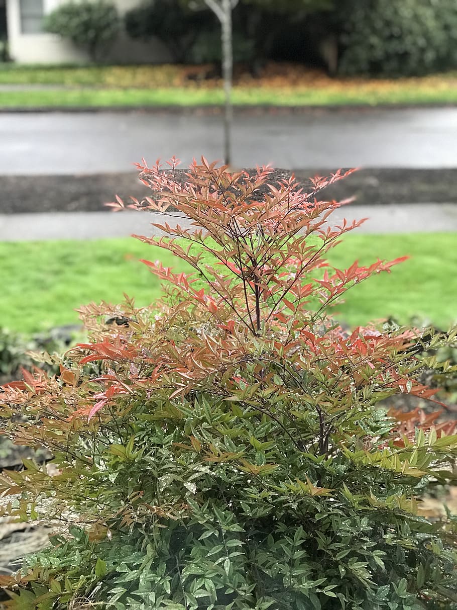 rain, fall, green, red, orange, weather, cloudy, gray, plant HD wallpaper
