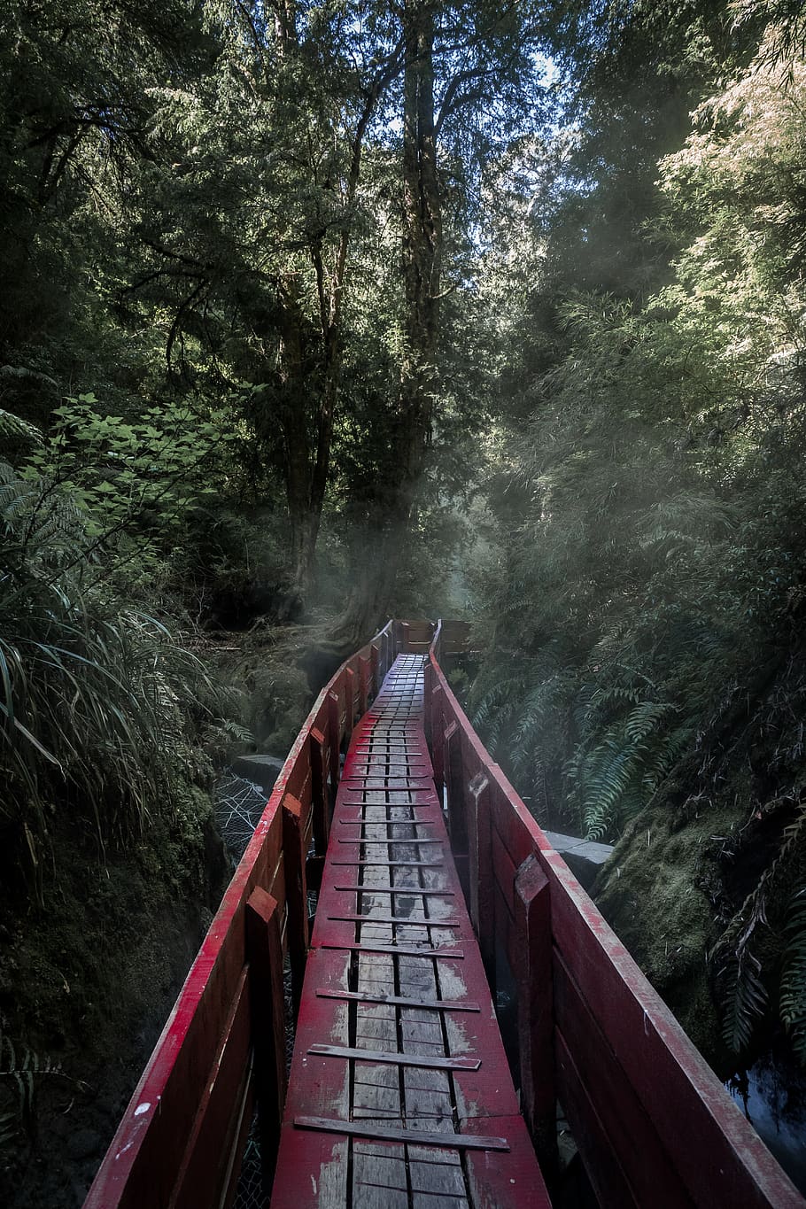 red pathway between trees during daytime, plant, forest, direction HD wallpaper