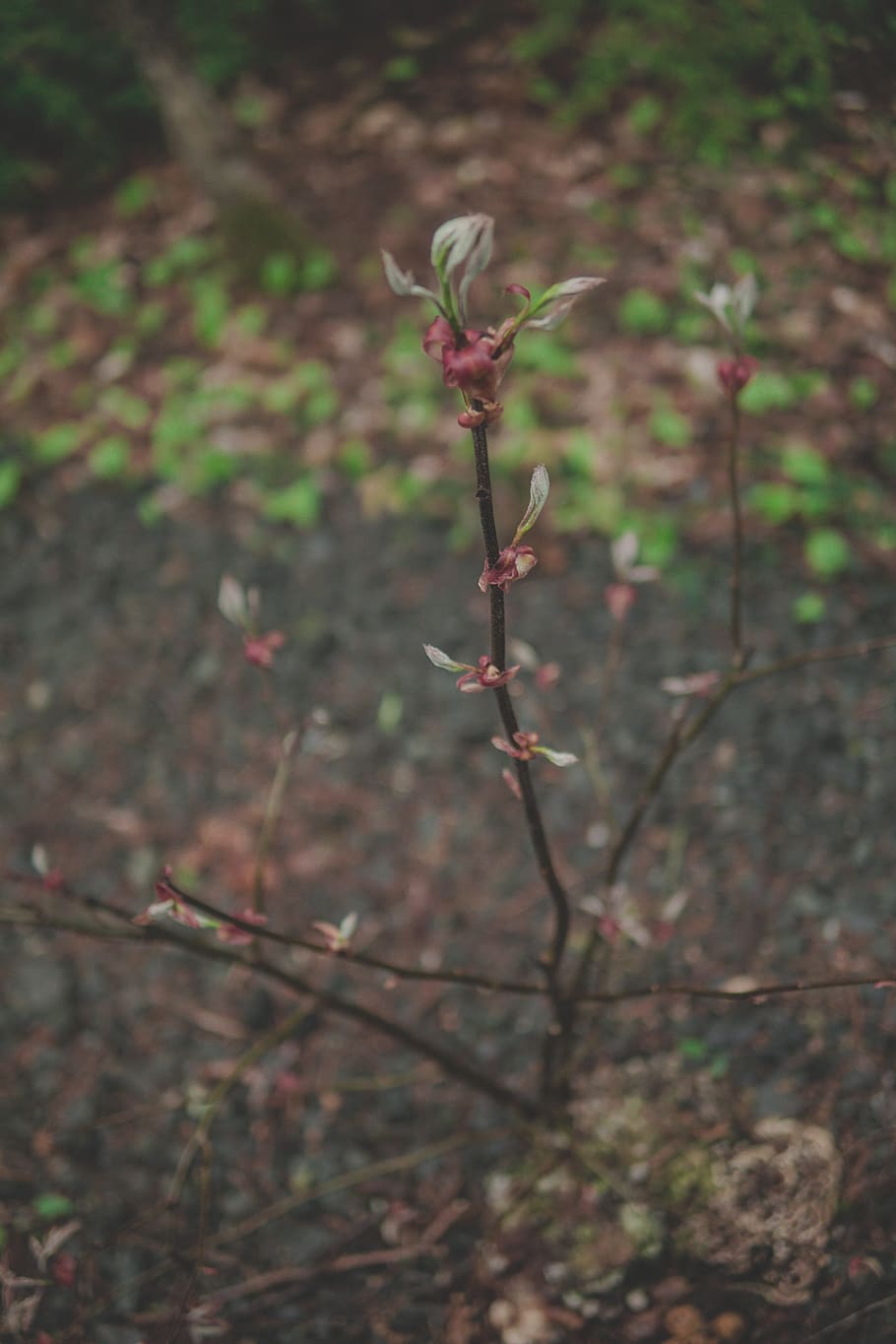 plant, growth, nature, beauty in nature, flower, flowering plant HD wallpaper
