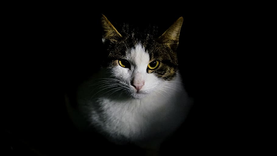 white and brown cat, domestic, pets, domestic cat, domestic animals HD wallpaper