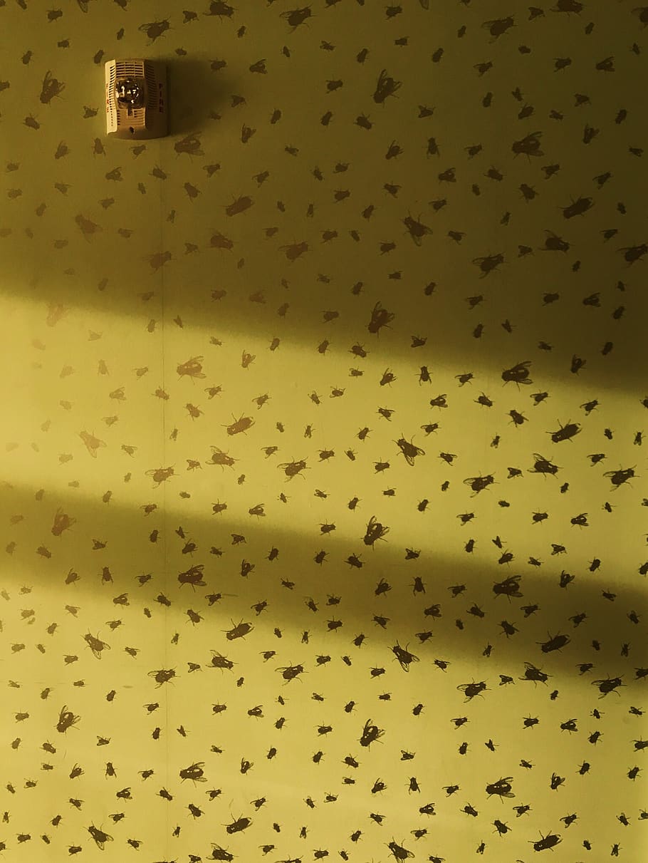 light, nyc, no people, yellow, wall - building feature, large group of animals HD wallpaper