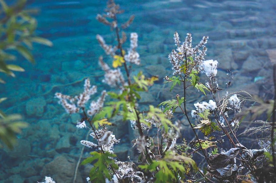 flowers, plants, nature, beauty in nature, flowering plant HD wallpaper