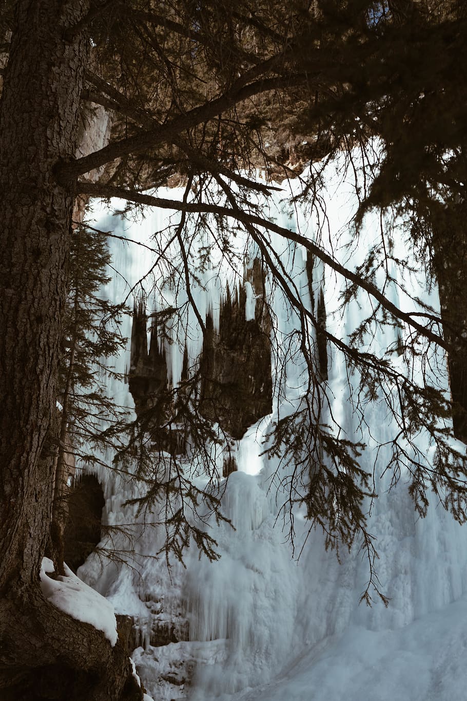 snow covered tree during daytime, plant, cold temperature, winter HD wallpaper