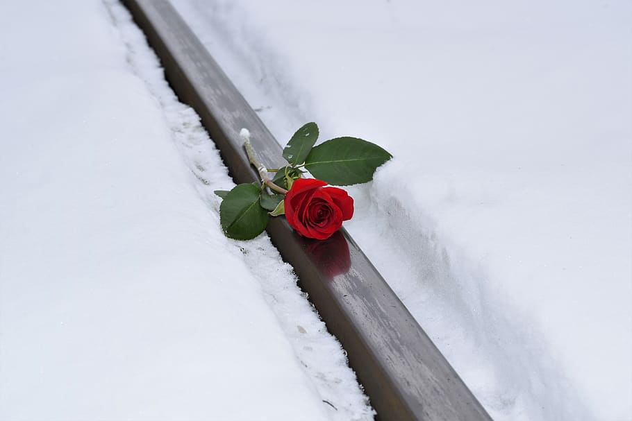 red rose in snow, love symbol, true love never dies, lost love, HD wallpaper