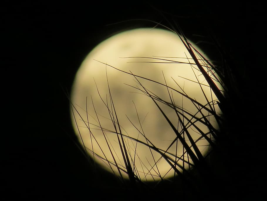 moon, moonlight, full moon, beach, trees, nature, geometric shape HD wallpaper