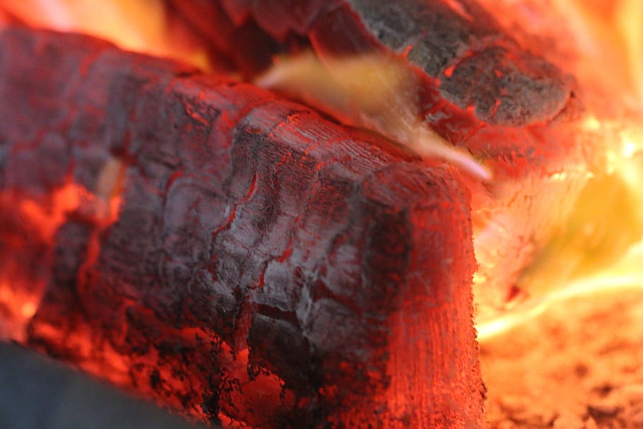 macrophotography of red fire, food, fish, animal, charcoal, black
