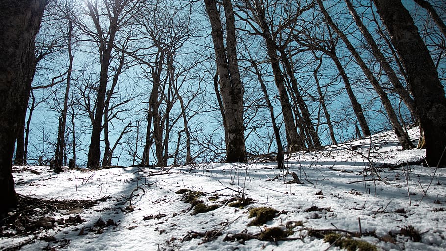 plant, tree, nature, ground, tree trunk, outdoors, snow, vegetation HD wallpaper