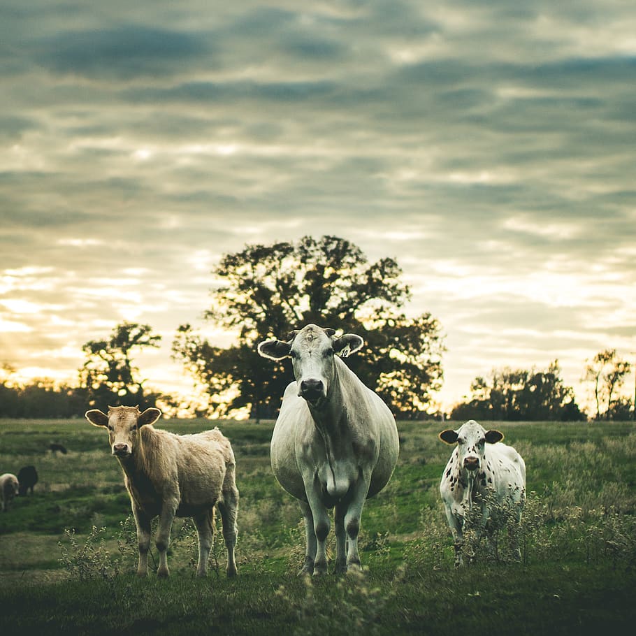 united states, omaha, grass, dramatic, texas, cows, three, steak HD wallpaper