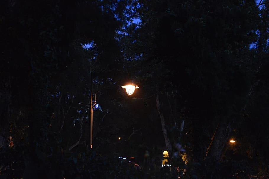 light, park, dark, contrast, night, tree, illuminated, plant HD wallpaper