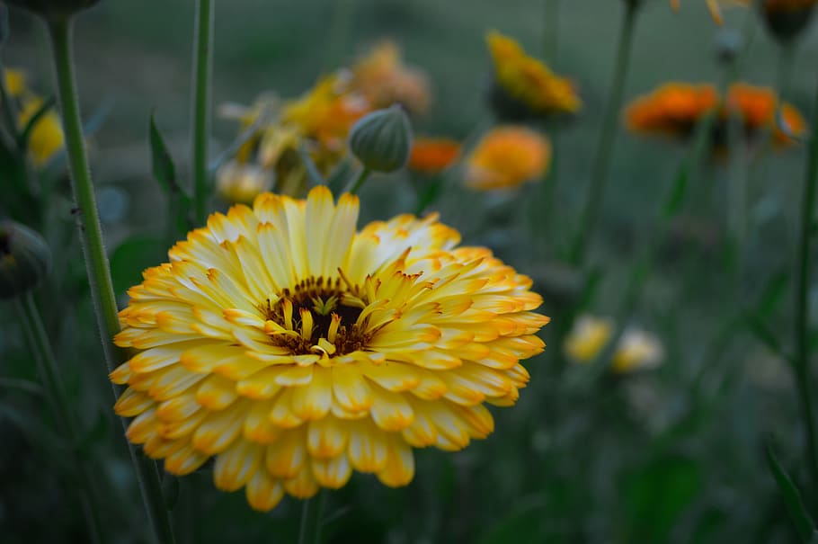 yellow, spring, green, flower, flowering plant, fragility, vulnerability HD wallpaper