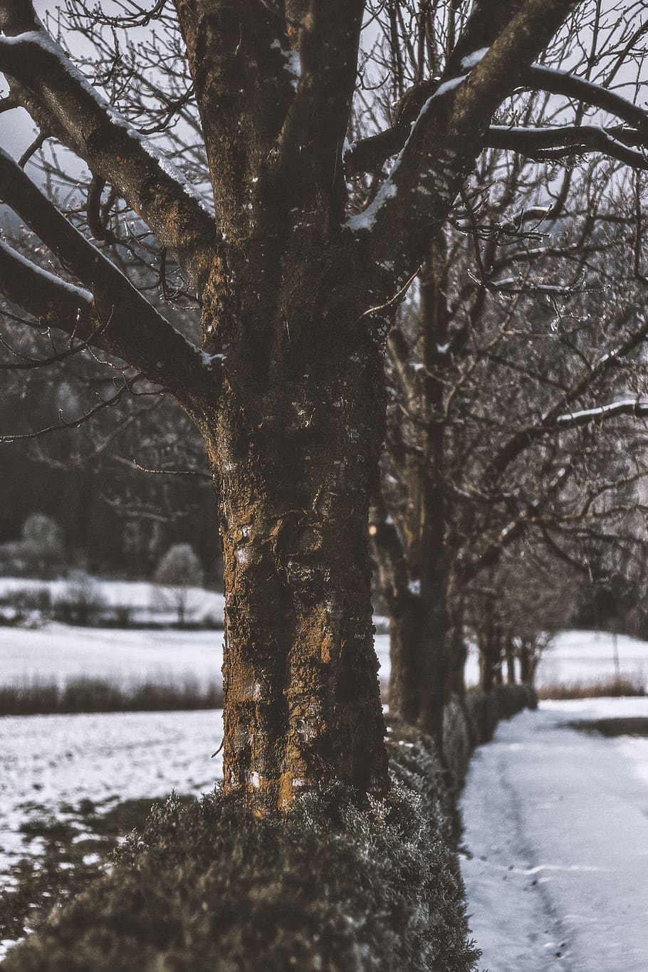 green leaf trees, plant, tree trunk, outdoors, nature, snow, ice HD wallpaper