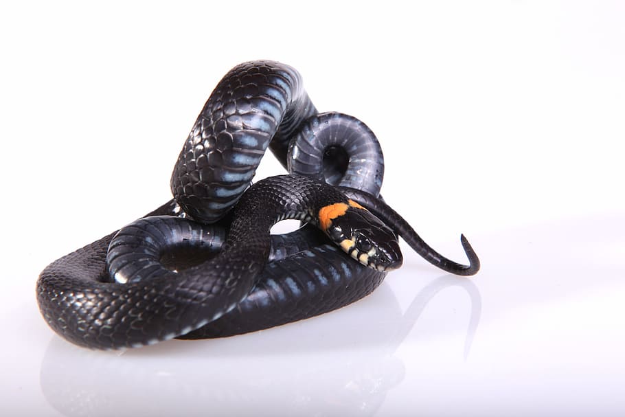 snake, slither, animal, black, cold, blooded, cunning, danger HD wallpaper