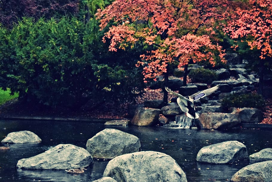 united states, walla walla, spring, ducks, pond, rock, plant HD wallpaper
