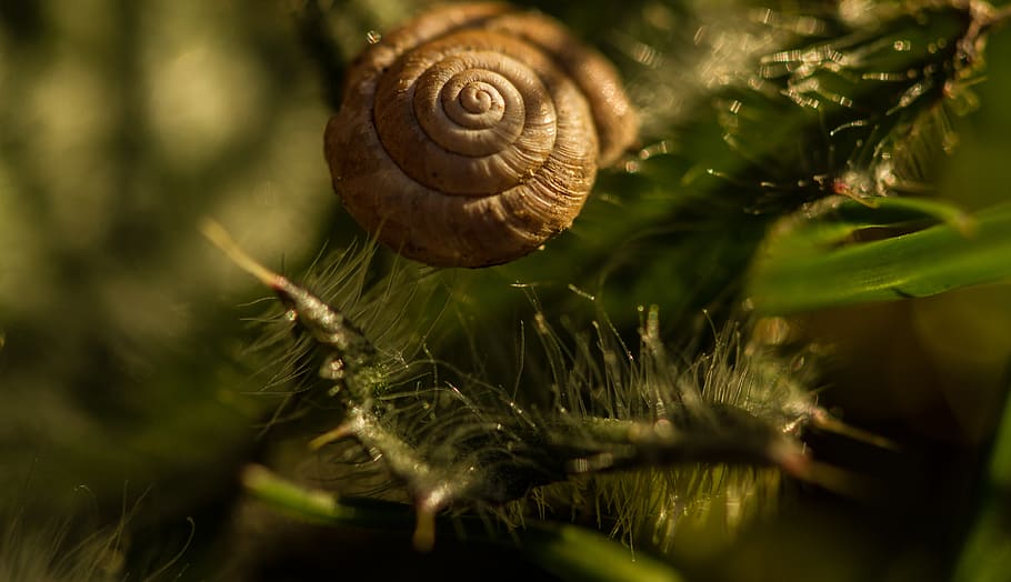 canada, toronto, advanture, nature, snail, jungle, ground, natural HD wallpaper