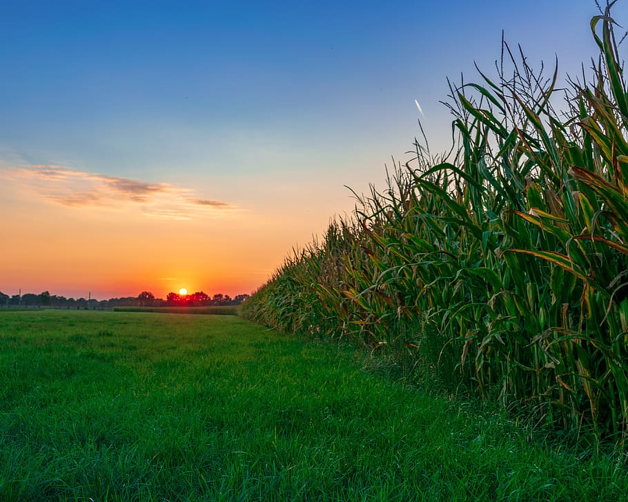 evening sky, cornfield, arable, twilight, mood, afterglow, summer HD wallpaper