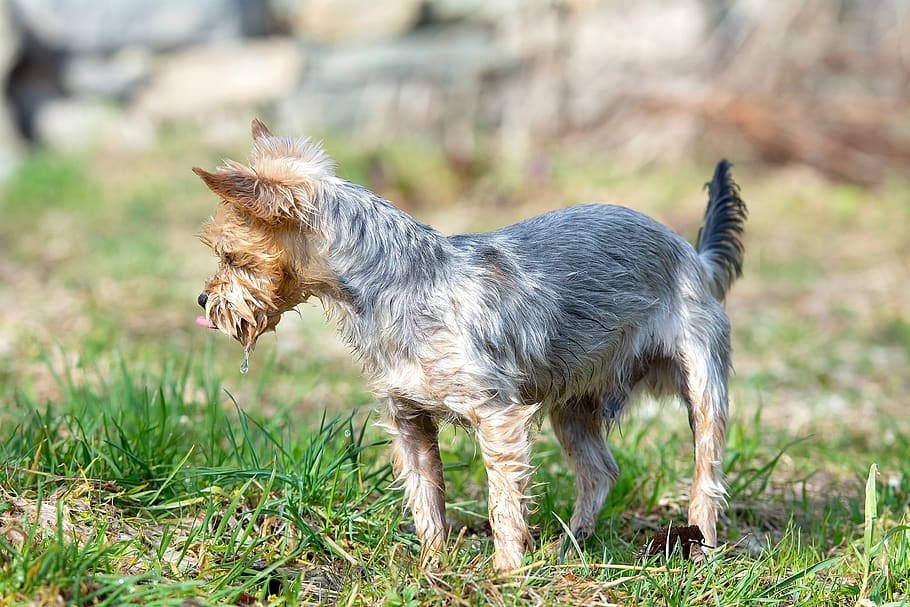 dog, out, curious, meadow, grass, garden, any dog, yorkshire terrier HD wallpaper