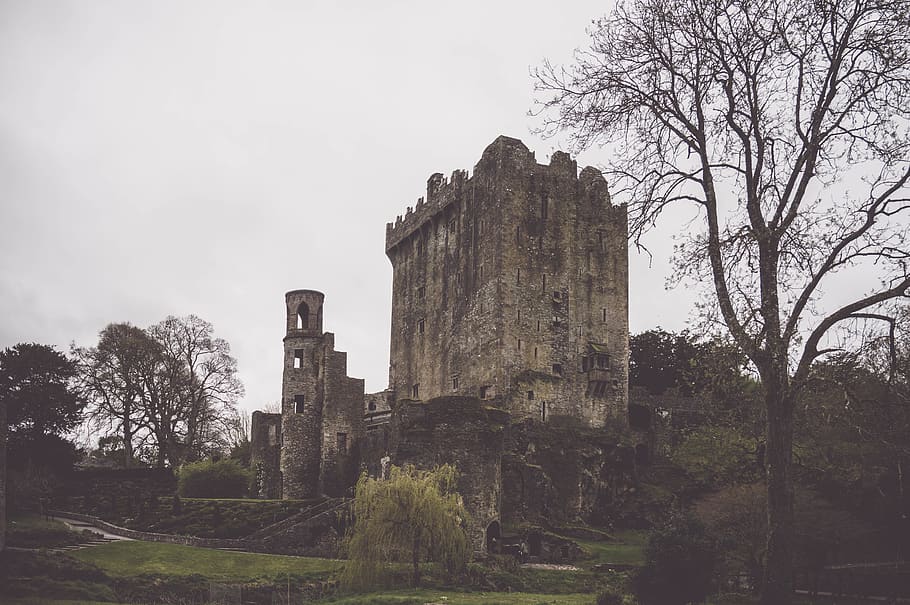 ireland, blarney, blarney castle, river, riverside, tree, forest, HD wallpaper