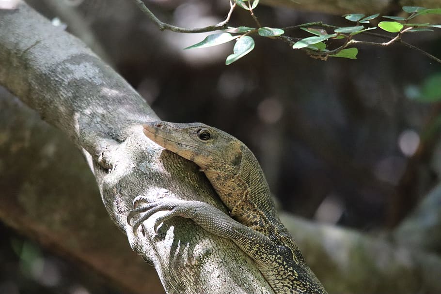 monitor, lizard, reptile, scaly, iguana, close up, jungle, exotic HD wallpaper