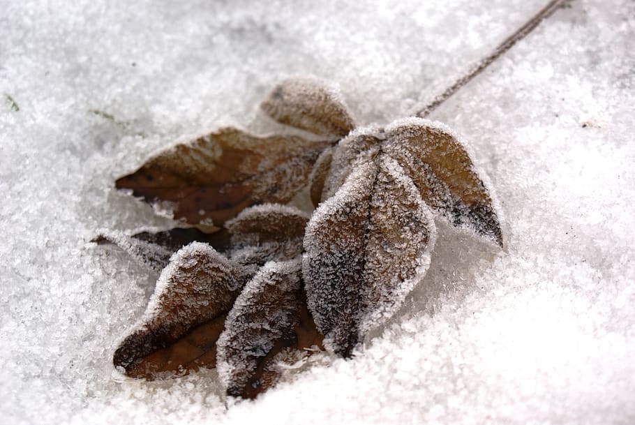 winter, leaves, snow, zing, nature, tree, sheet, frozen, cold temperature HD wallpaper