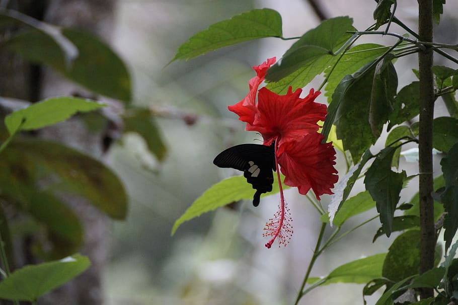 blossom, bloom, butterfly, red, insect, nature, flower, plant HD wallpaper