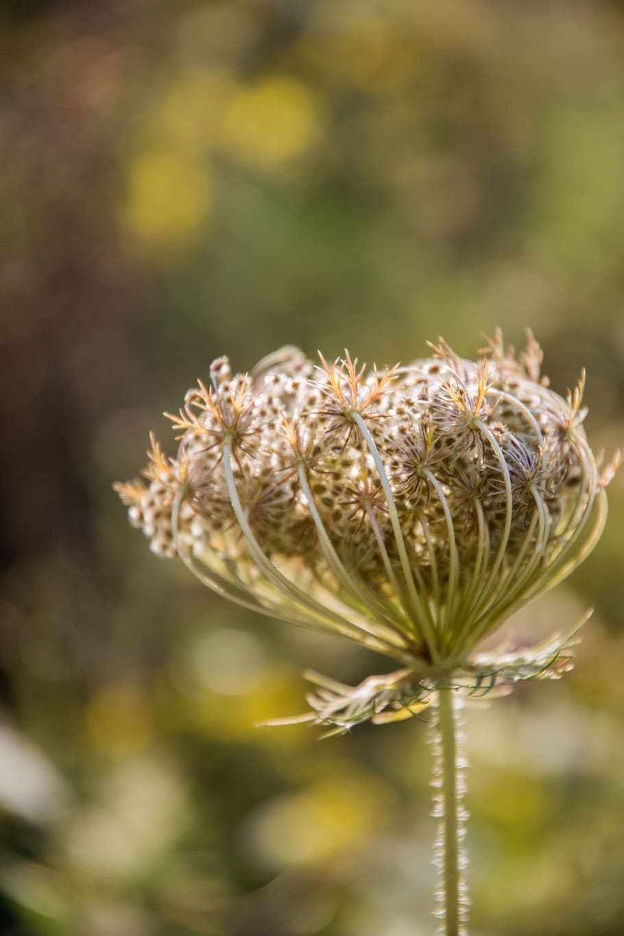 plant, blossom, flower, apiaceae, pollen, allium, weed, geranium, HD wallpaper