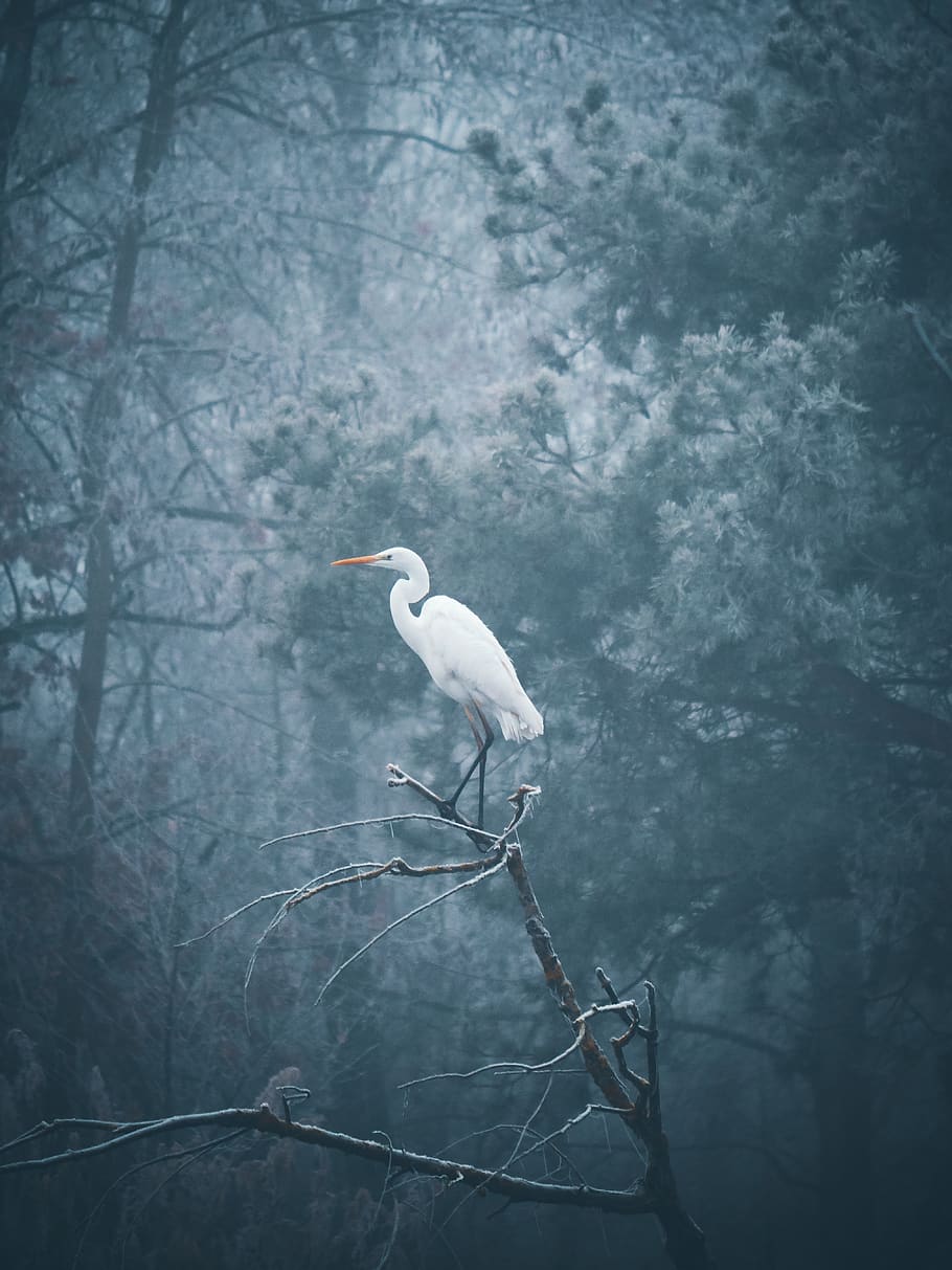 white seagull perched on bare tree, bird, animal, one animal HD wallpaper