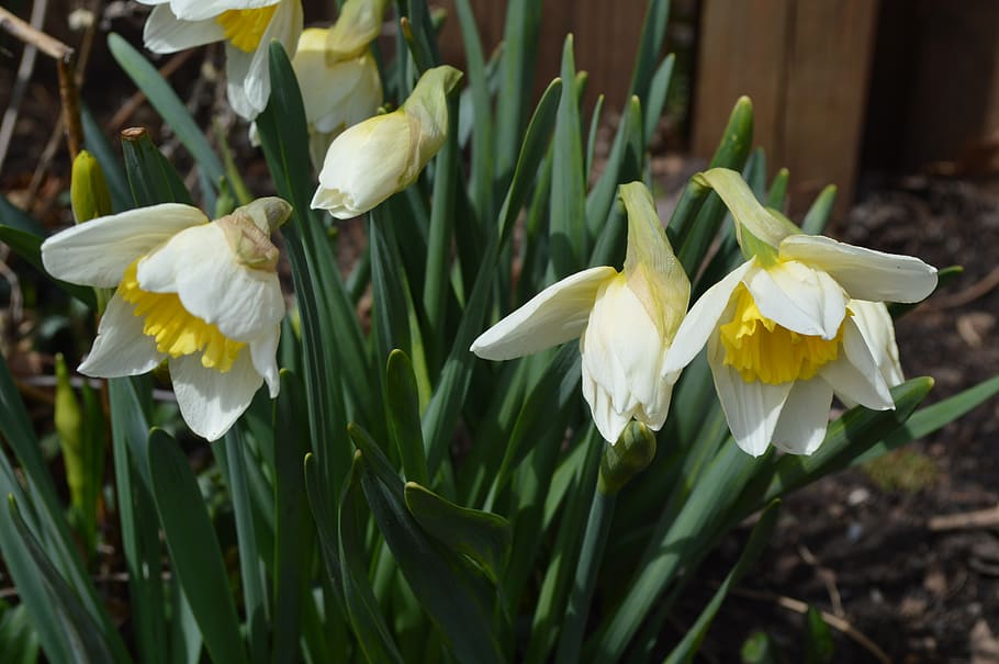 daffodils, flowers, spring, flowering plant, fragility, vulnerability HD wallpaper