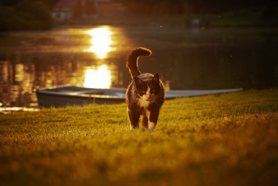 cat, kitten, pet, portrait, animals, kitty, domesticated, animal themes HD wallpaper
