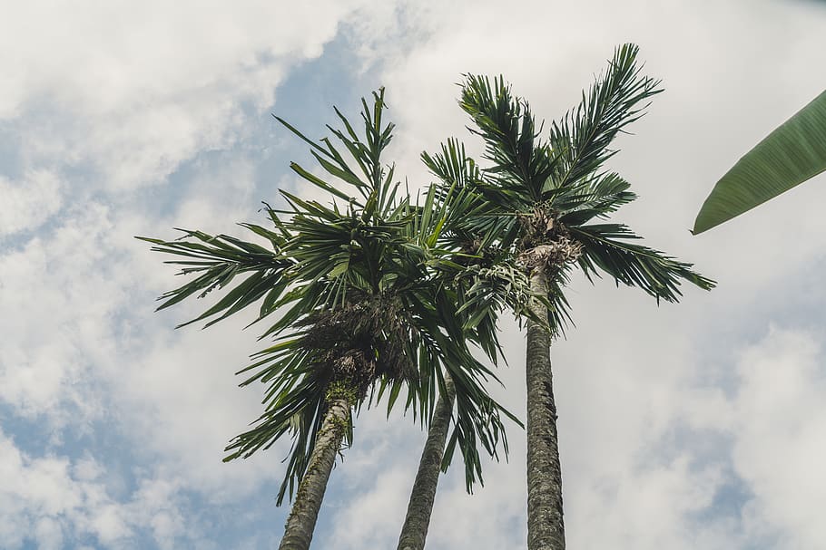 indonesia, ubud, tree, trees, palms, leef, gree, outdoor, natural HD wallpaper