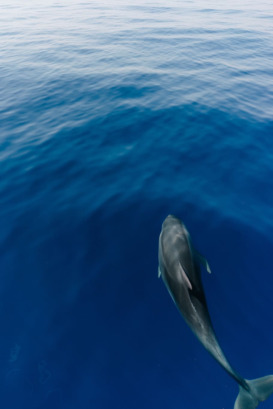 black dolphin, animal, sea life, mammal, blue, ocean, whale, swim HD wallpaper