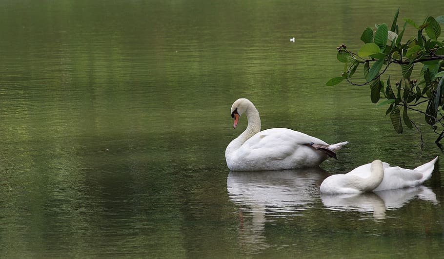 lake, pool, water, bird, swan, duck, nature, waterfowl, swimming HD wallpaper