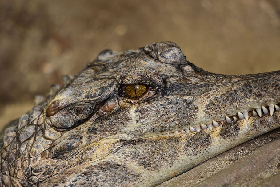 crocodile, eye, alligator, reptile, animal, predator, dangerous, HD wallpaper