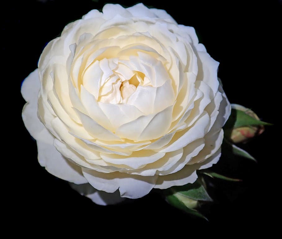 rose, white, flower, perfume, garden, nature, freshness, flower head HD wallpaper