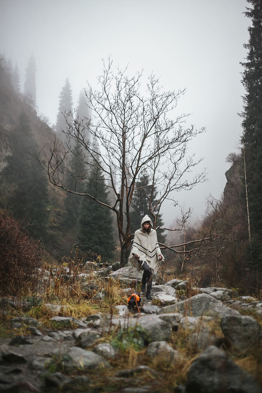 Person in White Cardigan N Near Tree, cold, daytime, dog, environment HD wallpaper