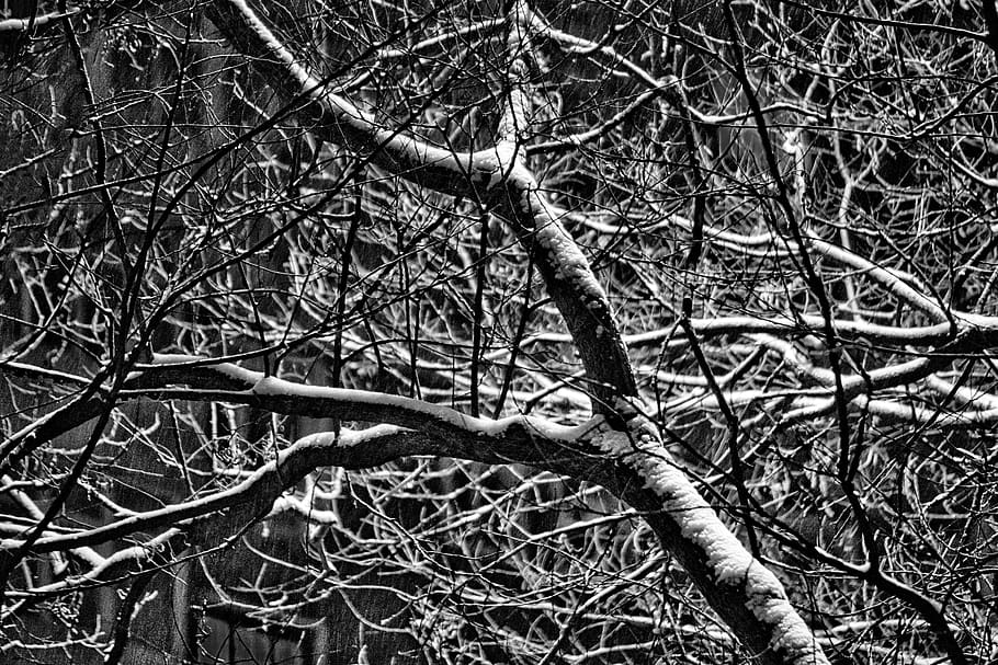 bare tree, branch, plant, no people, nature, low angle view HD wallpaper