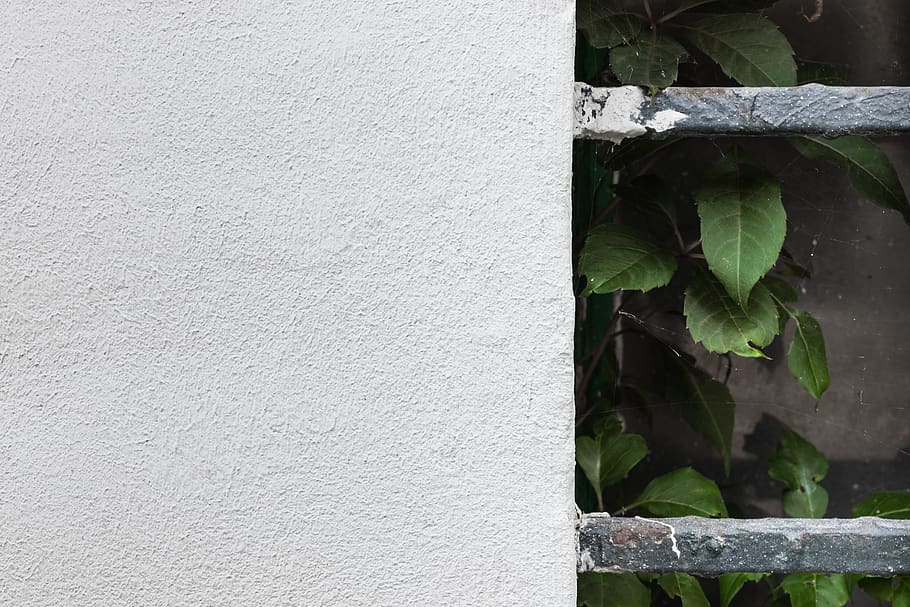 green leafed plant, plant part, growth, no people, wall - building feature HD wallpaper