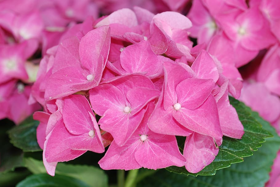 plant, hydrangea, flower ball, pink color, flowering plant HD wallpaper