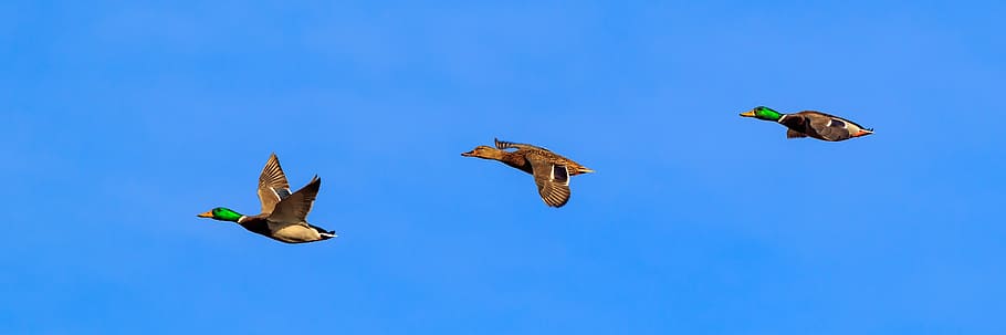 ducks, flight, spring lake, nature, water, wildfowl, water bird HD wallpaper