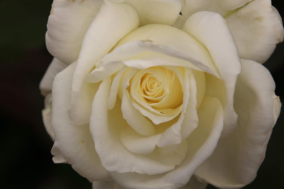 rosa, flower, petal, flowering plant, beauty in nature, freshness HD wallpaper