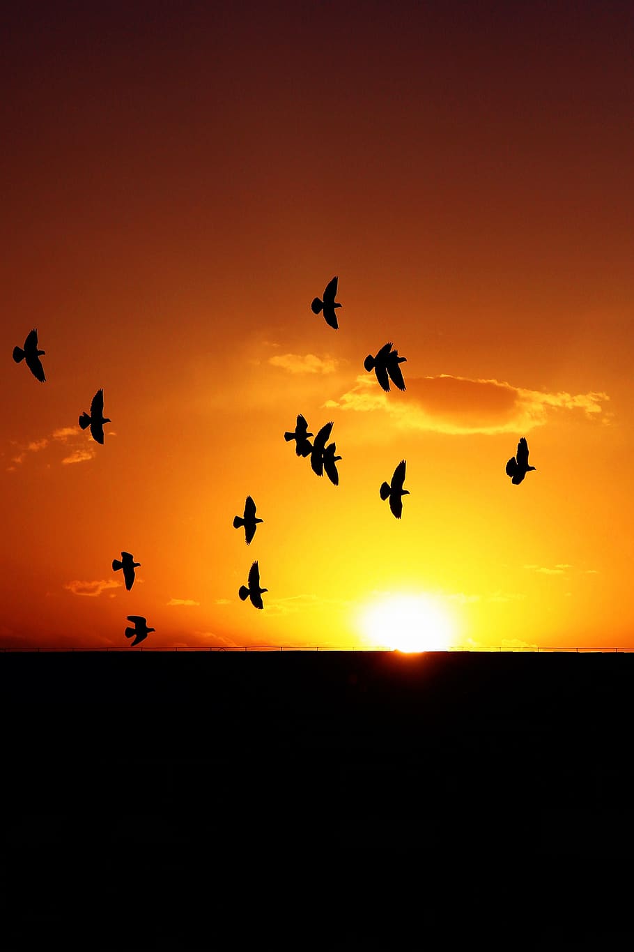 china, beijing, sunset, birds, yellow, warm, silhouette, sky HD wallpaper