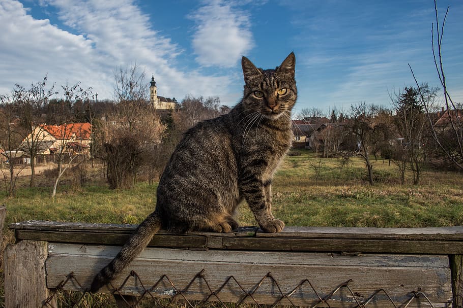 hungary, harsány, pets, cat, domestic, animal themes, vertebrate HD wallpaper