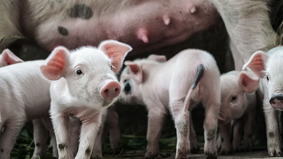 five piglets, mammal, animal, hog, sheep, boar, herd, snout, figurine HD wallpaper